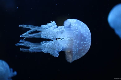 Download 1920x1080 Blue Jellyfish Wallpapers