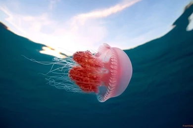 Jellyfish Wallpapers Wallpapers