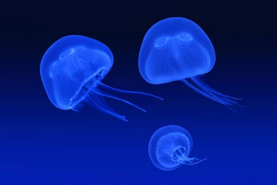 Floating Jellyfish Wallpapers