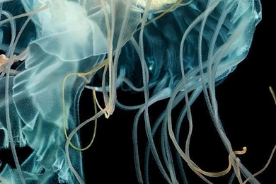 Apple Watch Wallpapers Jellyfish Wallpaper, Abstract: Apple Watch ...