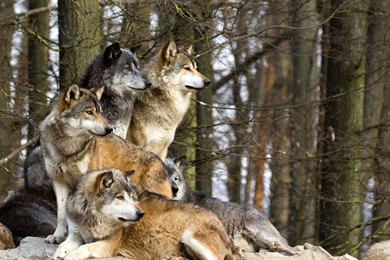 Wolf   Wolves Wallpapers (32863628)   Fanpop