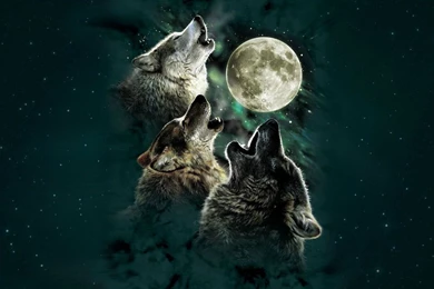 Howling Wolf Wallpapers