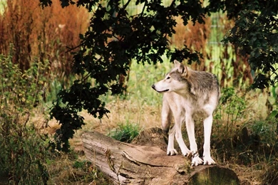 Wolves Wallpapers   Wolves Wallpapers (9705432)   Fanpop