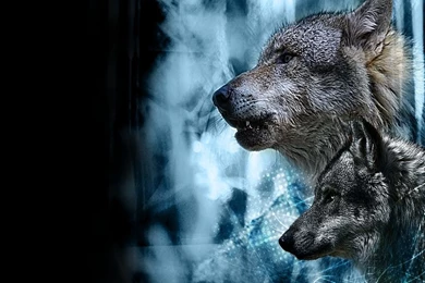 Wolves ♥ ~   Wolves Wallpapers (10291304)   Fanpop