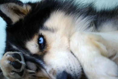 Wolf   Wolves Wallpapers (30540867)   Fanpop