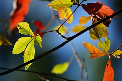 Leaves HD Widescreen Wallpapers By BioWheel On DeviantArt