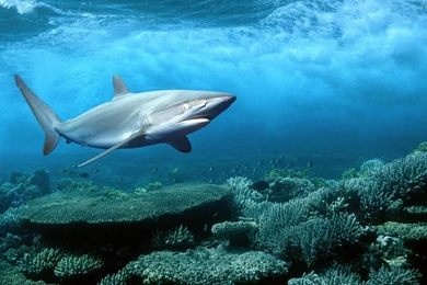 Wallpaper Widescreen hd