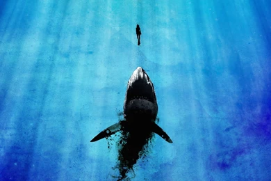 Watch Out For Sharks High Definition Widescreen Wallpapers Your ...