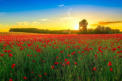 UHD Wallpapers   Top Collection Of Ultra Hd Wallpapers