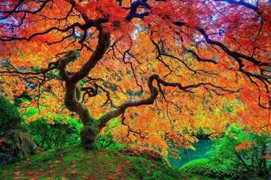 Japanese Maple Tree