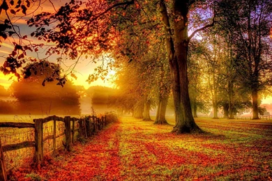 866 Fall HD Wallpapers