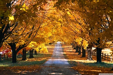 Autumn HD Wallpapers