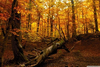 Autumn Forest HD Desktop Wallpapers : High Definition : Fullscreen ...