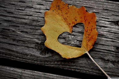 Heart Leaf Autumn HD Desktop Wallpapers : High Definition ...