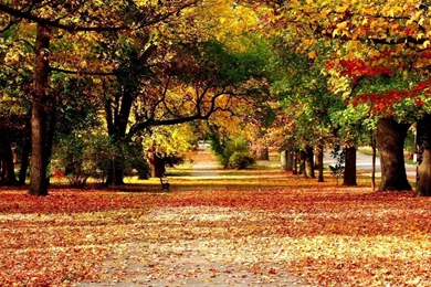 Hd Fall Nature Wallpapers   Wallpaper.