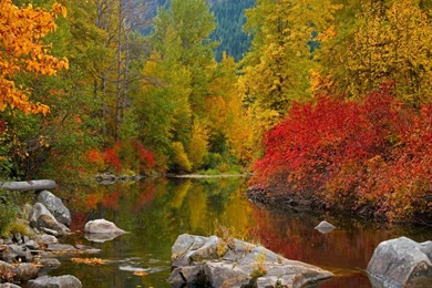 Fall Awesome Forest River Water Widescreen Hd Wallpapers   (