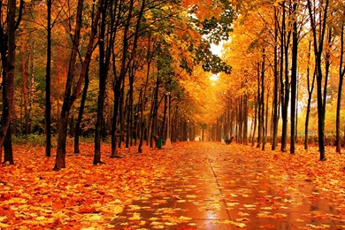 Fall Wallpapers 61c   Wallpapers Six