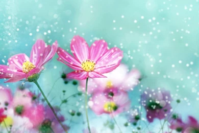 Flower Wallpapers