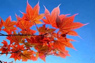 Fall Leaves Wallpapers   Crazy Frankenstein