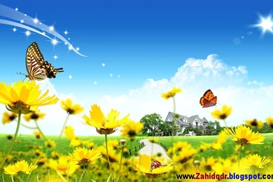 Hd Flower Wallpapers Free Learning And Downloading Softwares In My ...