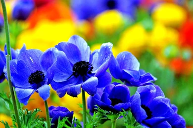 Blue Flowers Images And Wallpapers Download