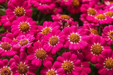 30 Amazing Free HD Flower Wallpapers