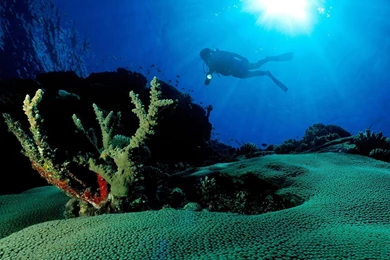 Underwater Wallpapers And Backgrounds