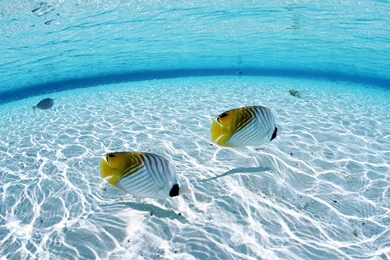 Underwater Wallpaper Image HD Background.jpg