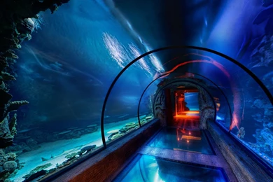 Underwater Wallpapers