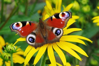 Butterfly HD Wallpapers