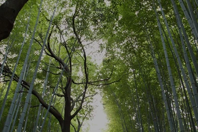 Tree walk street nature mountain air 34 iphone6 plus wallpaper.jpg