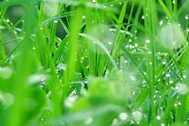 Nature iPhone 4s Wallpapers Download