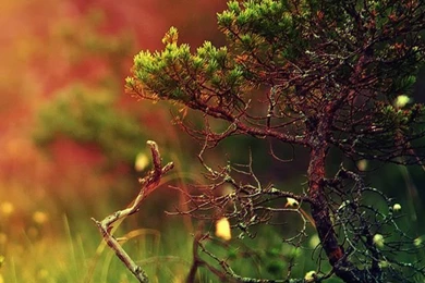 Mystical Sunshine Nature iPhone 5s Wallpapers Download