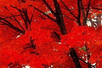 iPhone 5s Wallpapers