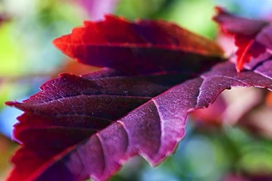 40+ Cool iPhone Wallpaper Backgrounds