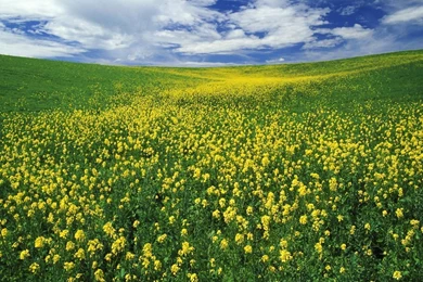 Others Diverse Landscape Backgrounds Image Free High Quality ...