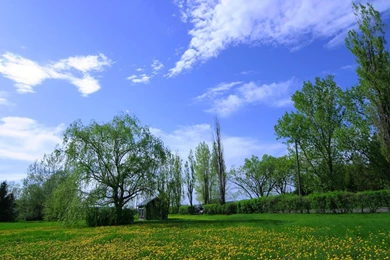 Landscape Astonishing Nature Quality Trees Backgrounds Picture ...