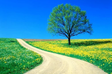 Tree By Road Landscape Free Desktop Backgrounds   Free Wallpapers Image