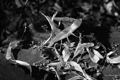 MMA Wallpapers :. By MorganMacAilis On DeviantArt