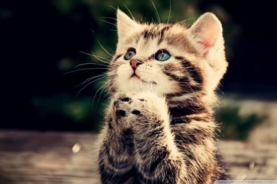 Funny Cat HD Desktop Wallpapers : Widescreen : High Definition ...