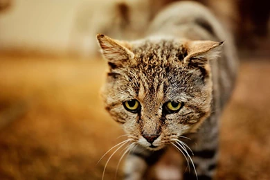 Cat Backgrounds, HD Desktop Images