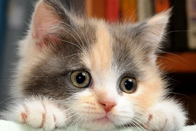 Cat Wallpapers Wallmanage.com