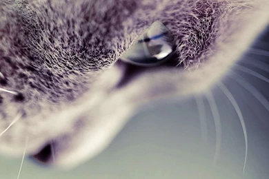 Related With Tumblr Cat Backgrounds Cat Wallpapers Tumblr 1920x1200 ...