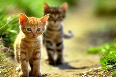 Desktop backgrounds cat wallpaper.jpg