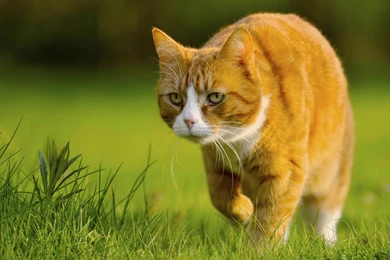Wallpapers: Hunting Cat Wallpapers