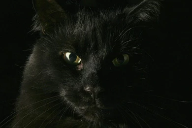 HDscreen: Black Cat Backgrounds Notebook Desktop Bakcgrounds