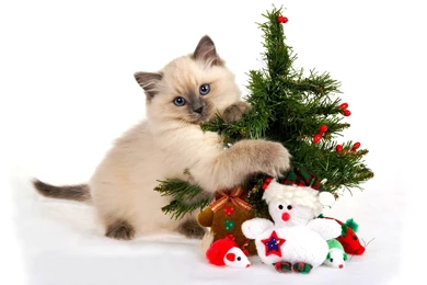 Wallpapers For Desktop With Christmas, Desktop, Cat, Backgrounds ...