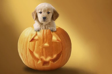 Halloween Puppy Backgrounds