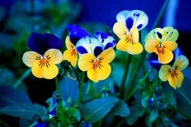 Free Flowers Wallpaper For Desktop.jpg