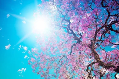 1600x900 Spring Blossom Sunshine Wallpapers